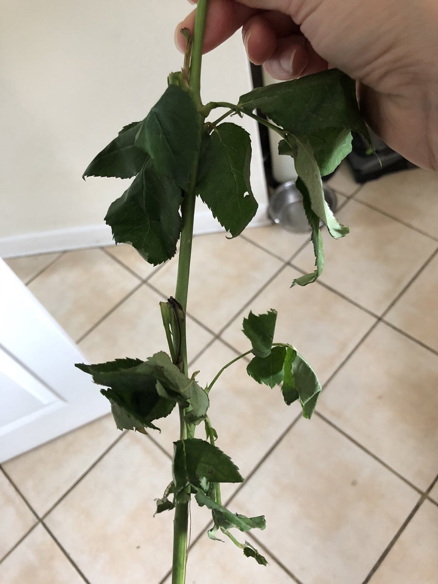 cheltgem's tweet photo. @SerenataFlowers as advertised, and what arrived. £30! Could have purchased better flowers at a petrol station. Roses wilted and stems broken. Carnations practically dead. Awful. https://t.co/mBPzIFFg29