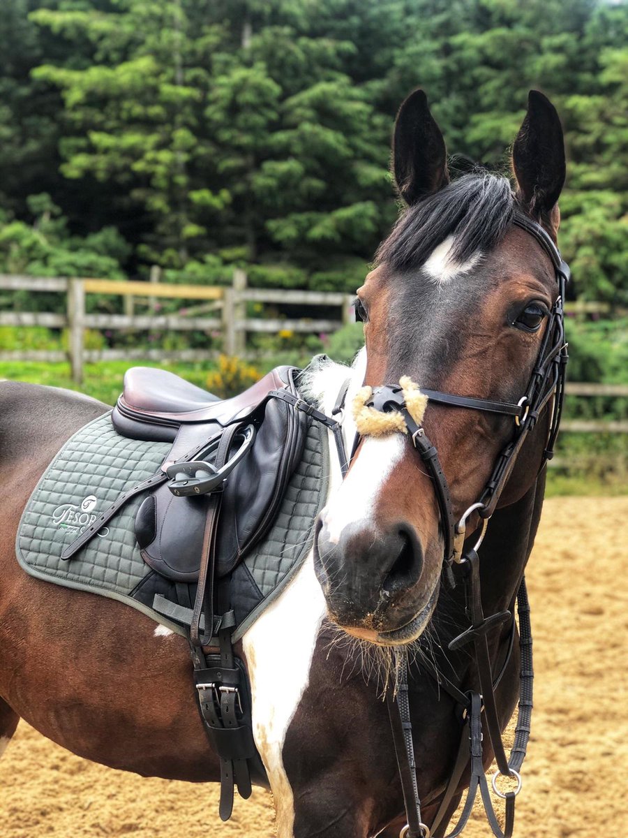 triequestrian_1's tweet photo. Thank you Natalie from Insidetrack Eventing for this lovely picture of the Tesoro Saddlepad and Silver Flex On stirrups. Both items purchased in TRI Equestrian. #triequestrian #insidetrackeventing #eventing #equestrian #flexonstirrups https://t.co/WtYv1sUG2b
