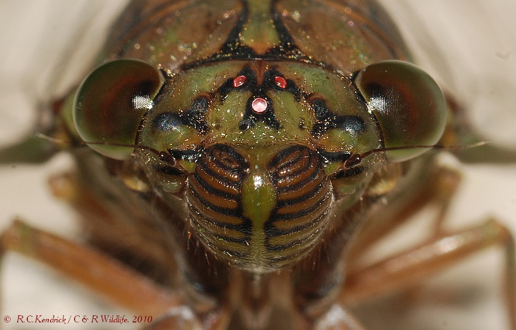 Estas noches de pandemia pasé largo rato mirando fotos relativas a  #cicadomorpha, y para sorpresa mía, efectivamente nuestros 'bichos' son las cabezas preservadas con un nivel de detalle exquisito de bichos de ese grupo de hemípteros.