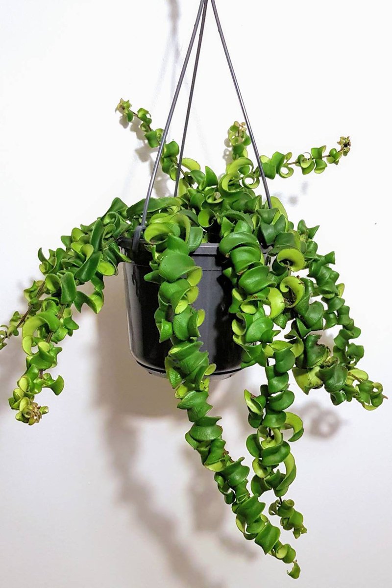 NEW IN: Lipstick Plant (Aeschynanthus Scoubidou). Super long and healthy! 💚 #houseplants