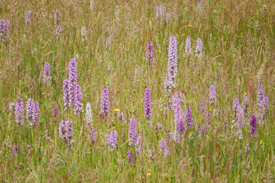 Boswachter Dirk van den Brink zoekt vrijwilligers die hem willen helpen bij het beheer van natuurgebied Heidenhoekse Vloed in de Achterhoek. Ben je graag buiten en steek je graag de handen uit de mouwen? Meld je dan nu aan. bit.ly/3eY22LJ
