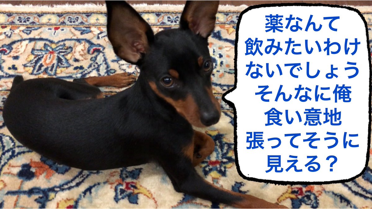 Uri_and_Taiga's tweet photo. 【ミニピン】ノミ・ダニ駆除薬/クレデリオ錠/大河 6ヶ月 ♂ https://t.co/hxfcLko0bH @YouTubeより
#ペット #犬 #子犬 #ミニチュアピンシャー #ミニピン #ノミ #ダニ #駆除薬 #クレデリオ錠 #ビーフフレーバー #Pet #Dog #Puppy #MiniaturePinscher #Chisel #Tick #Exterminator #BeefFlavor https://t.co/njl5eIzVQ3
