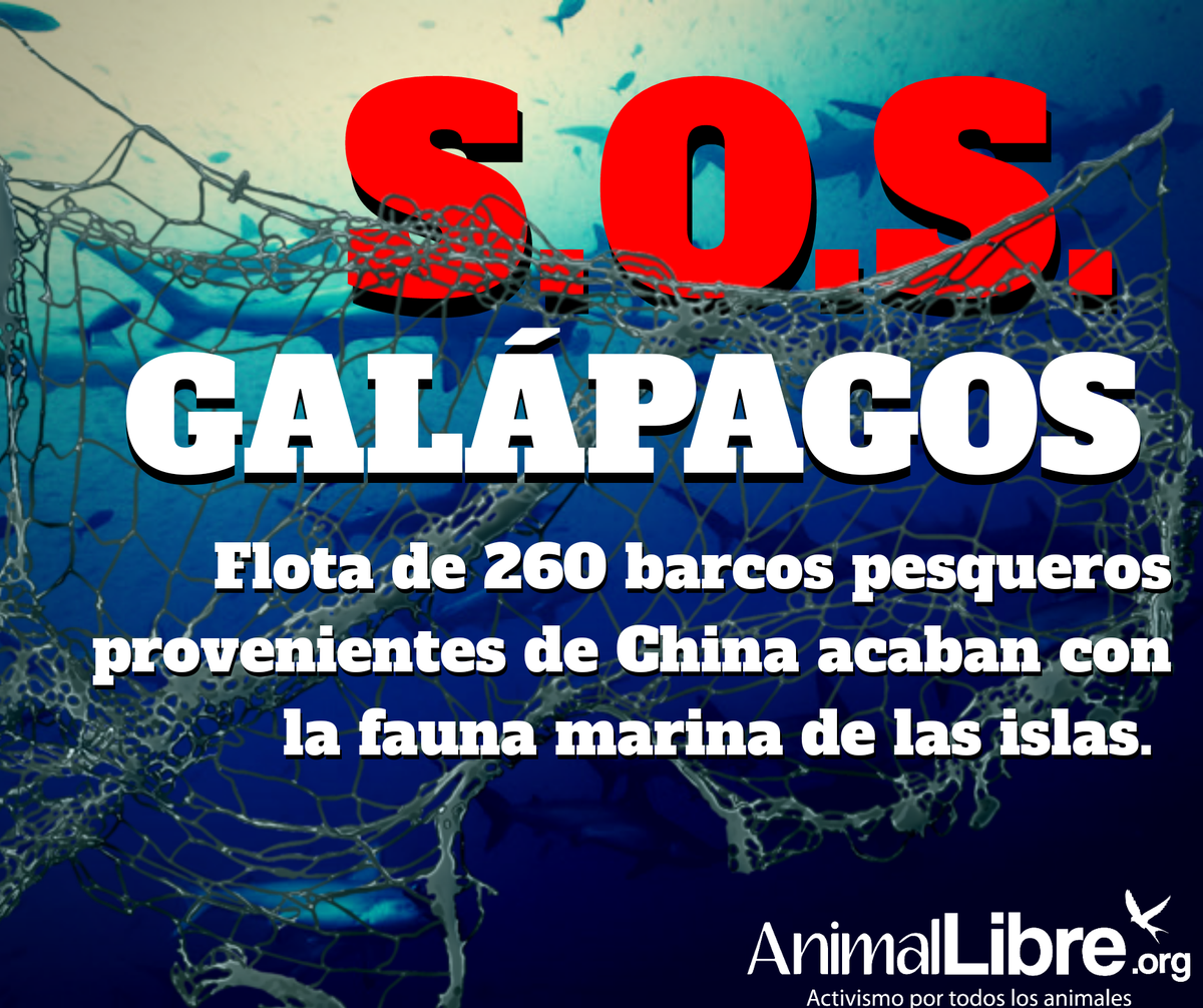 AnimalLibreEC's tweet photo. #SOSGalápagos

Como activistas por la defensa de los derechos de los animales nos unimos al rechazo nacional de la presencia de una flota pesquera de 260 barcos, en su mayoría con bandera de China frente a la Zona Económica Exclusiva de las Islas Galápagos. https://t.co/X1m4PcdJNc