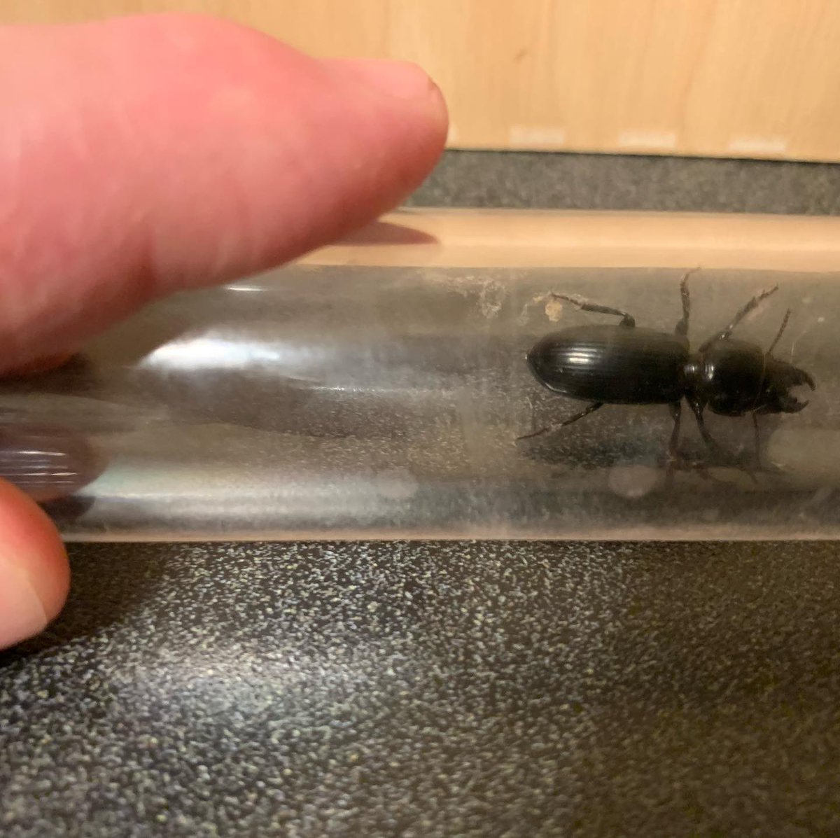 science_Lab3's tweet photo. We found this beetle.
I believe it is ground beetle, but can’t identify it beyond that. Anyone know a good resource for identifying beetles?
Would be a fun project to do with the kids.

PS We already released this little lady into the backyard,
#beatle #entomologist #entomology https://t.co/F87ce1msh3