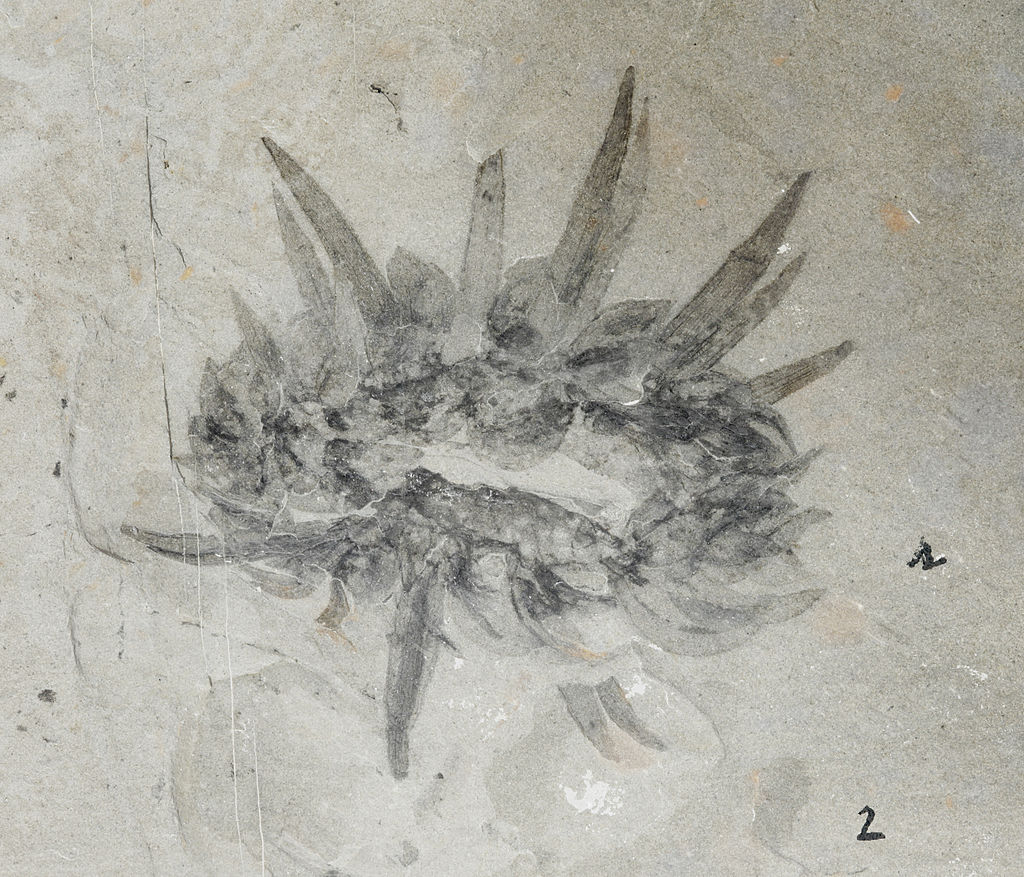 JanFreedman's tweet photo. Wiwaxia is one of my favourite weird prehistoric animals! It is found during the 'Cambrian Explosion'. Around 540 million years ago, we find a massive variety of life suddenly in the fossil record. #FossilFriday 
(Photo: Martin Smith; Art: Andrew Kerr) https://t.co/bkZYqC65ar
