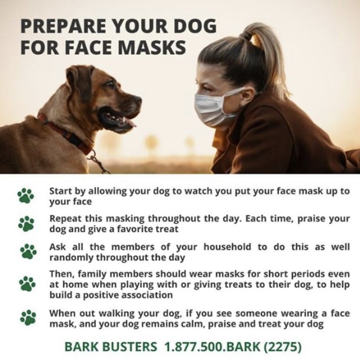 BarkBustersGA's tweet photo. Your #Dog is likely meeting a lot of folks with #facemasks on nowadays  It's important your pup continues from a positive association to face masks

Here are some great tips from #BarkBusters:

#SNKRS #SpeakDog #FaceMasks #fridaymorning #FridayMotivation #COVID19 #BarkBustersGA https://t.co/MAQ2ON2W5B