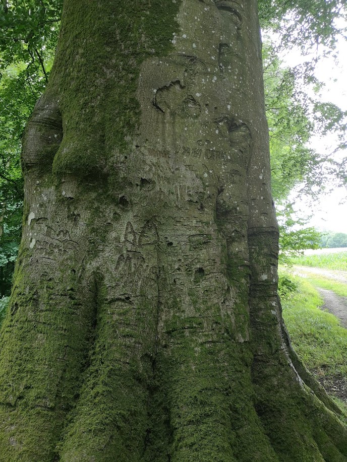 I was fortunate recently to be taken to see some surviving tree carvings on private land at Compton Wood near the WW1 training and convalescent camp at Hurdcott, Wilts. Many of the carvings were said to date from this era.  George Cross in his book 'Suffolk Punch' George lived