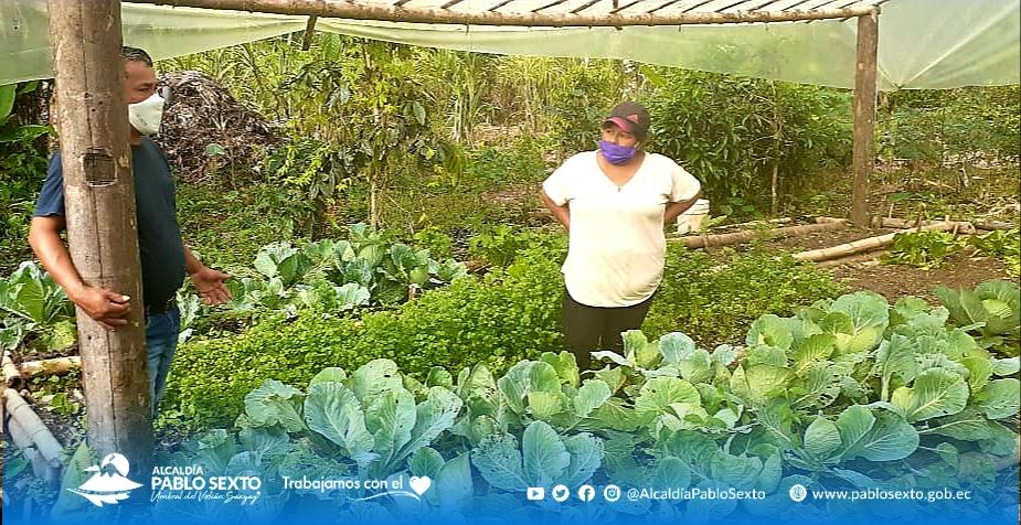 MunicipioPablo's tweet photo. #PRODUCCIÓN 
Visitamos a doña Laura Ramón, quien tiene un emprendimiento de cultivos de ciclo corto, con la finalidad de asesorarle con asistencia técnica y de esta manera su cosecha sea muy productiva.

#TrabajamosConElCorazon 
#LeninVerdugoAlcalde https://t.co/wDPaJwdAh5