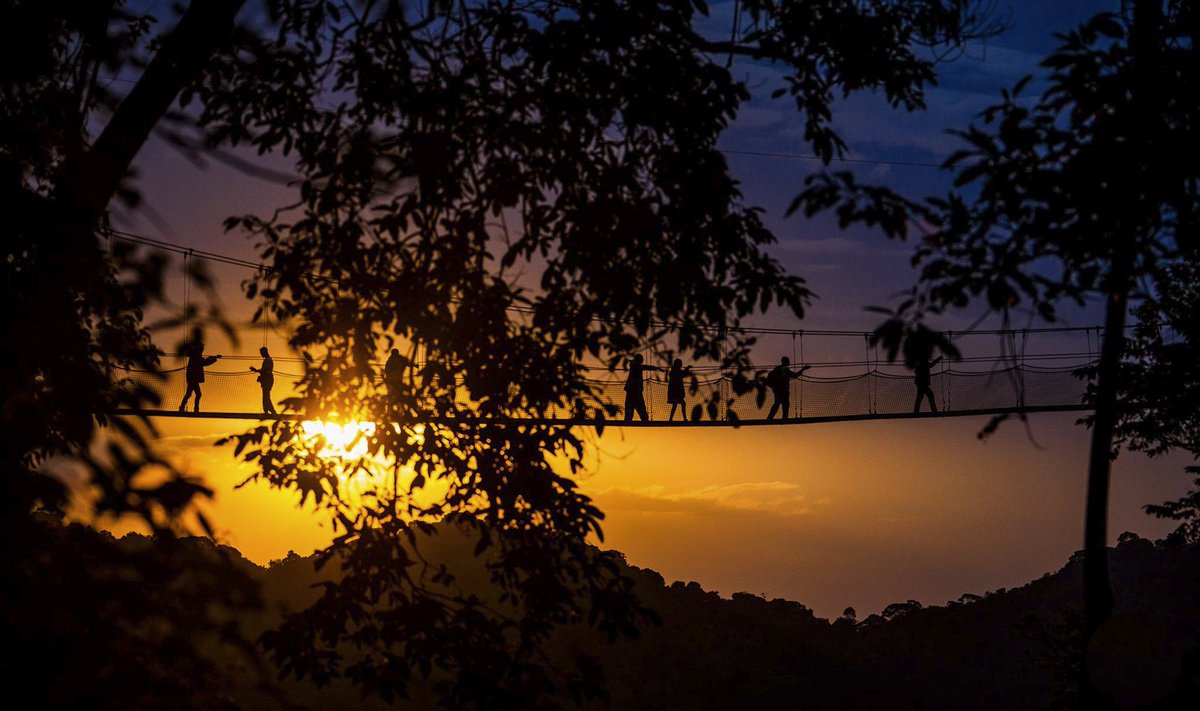 image_rw's tweet photo. The sky is aglow with the setting sun,Silhouettes and
The Canopy

Courtesy: @JeanLuc95 / IMAGE RWANDA 

#imagerwanda #Visitrwanda
#ImageOfTheDay #silhouette 
#sunset #Canopywalk https://t.co/pvBETrJ6BE