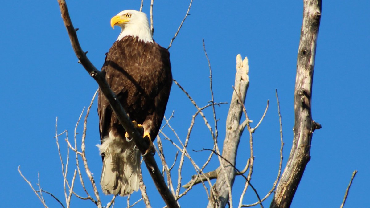 StuffPhoto's tweet photo. Just another visitor to the Look Out Tree.
https://t.co/ffhWvavxn9
#Photos #photography #eagle #baldeagle #naturelovers #NaturePhotography https://t.co/PUUNwp8OIj