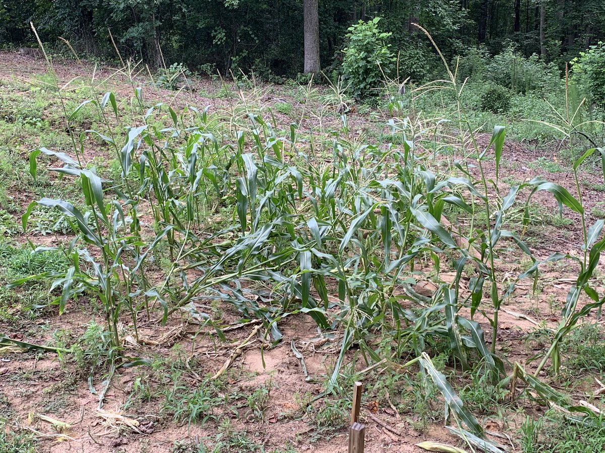 SouthernMoonBBQ's tweet photo. Raccoons ate all my corn.  Next year’s crop will have an electrical fence around it.

#farming #BBQLife #BBQ https://t.co/YfLMbZNwKT