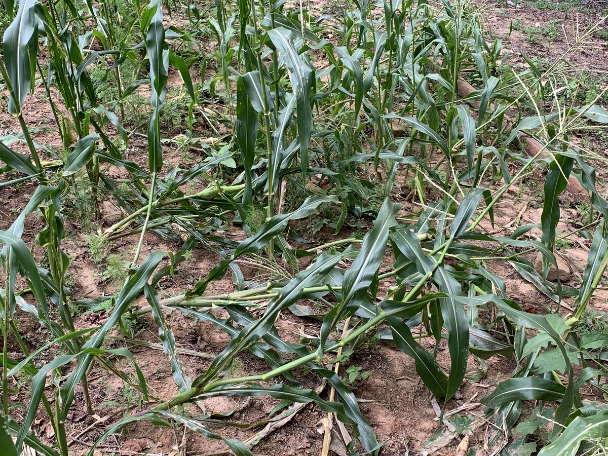 Raccoons ate all my corn.  Next year’s crop will have an electrical fence around it.

#farming #BBQLife #BBQ