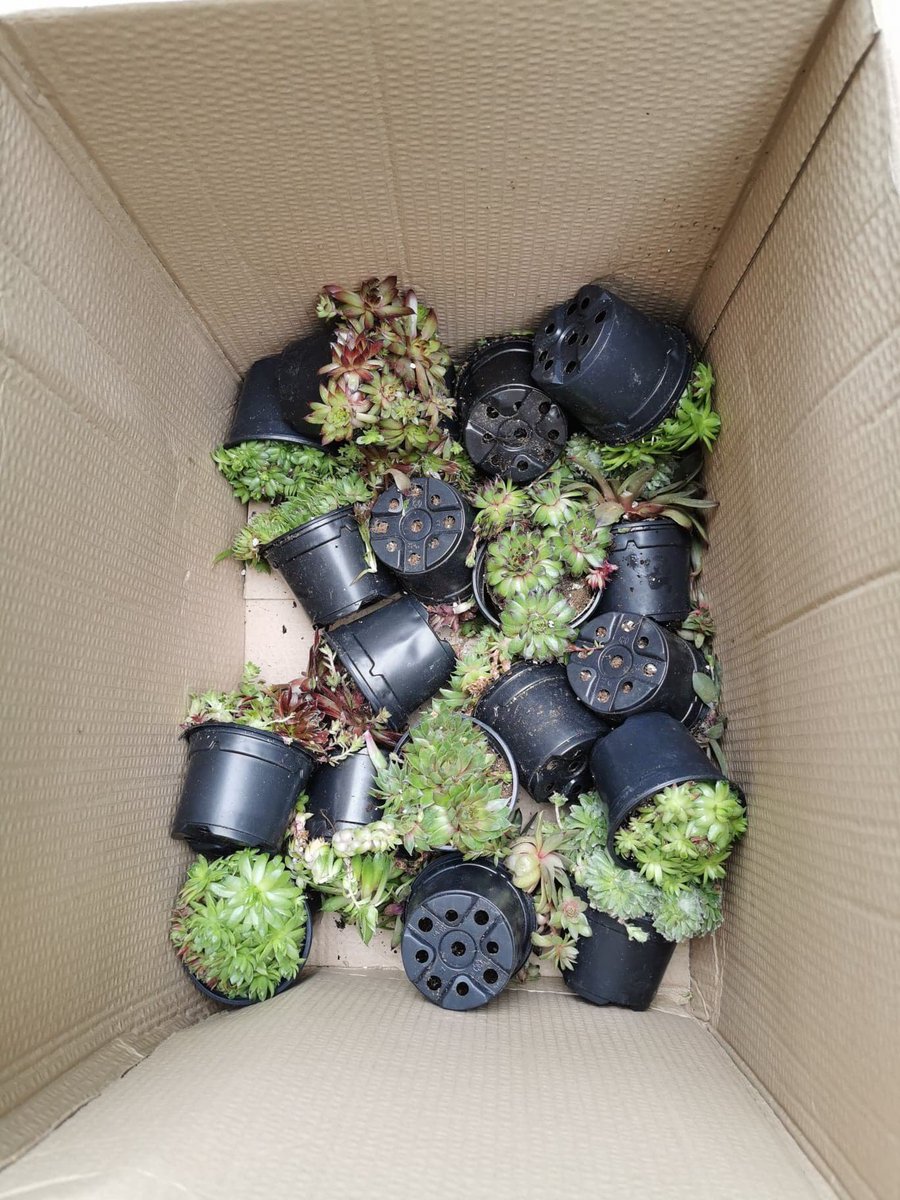 Sarah Morton tweet media