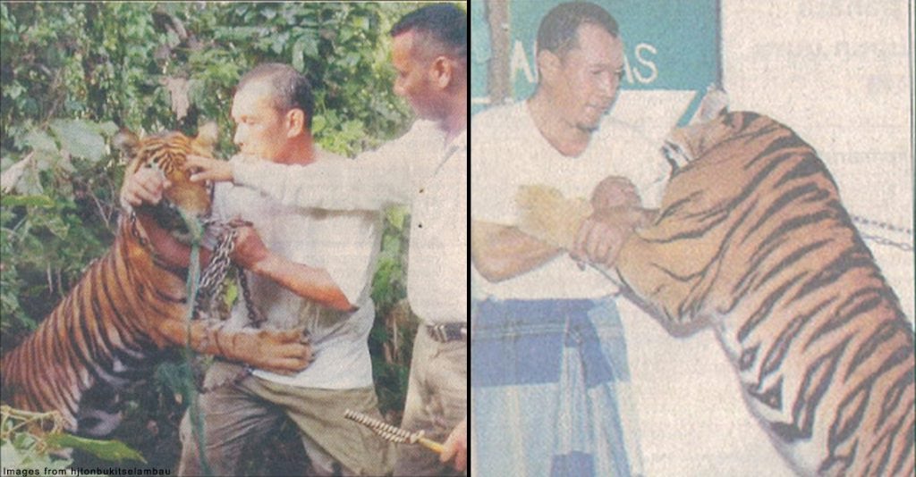 FaktaBukanAuta's tweet photo. Tahukah anda belum ada lg org bela harimau dlm rumah selain Hj Zaiton dr Kedah. Perhilitan arah lepas harimau ke hutan bila sebar gambar bawa harimau bersiar pd 2003. 2008 beliau dikaitkan rompak RM3j dari van sekuriti di R&amp;R Gurun. Polis geledah rumah jumpa 2 harimau &amp; 2 buaya. https://t.co/dH66075Jsh