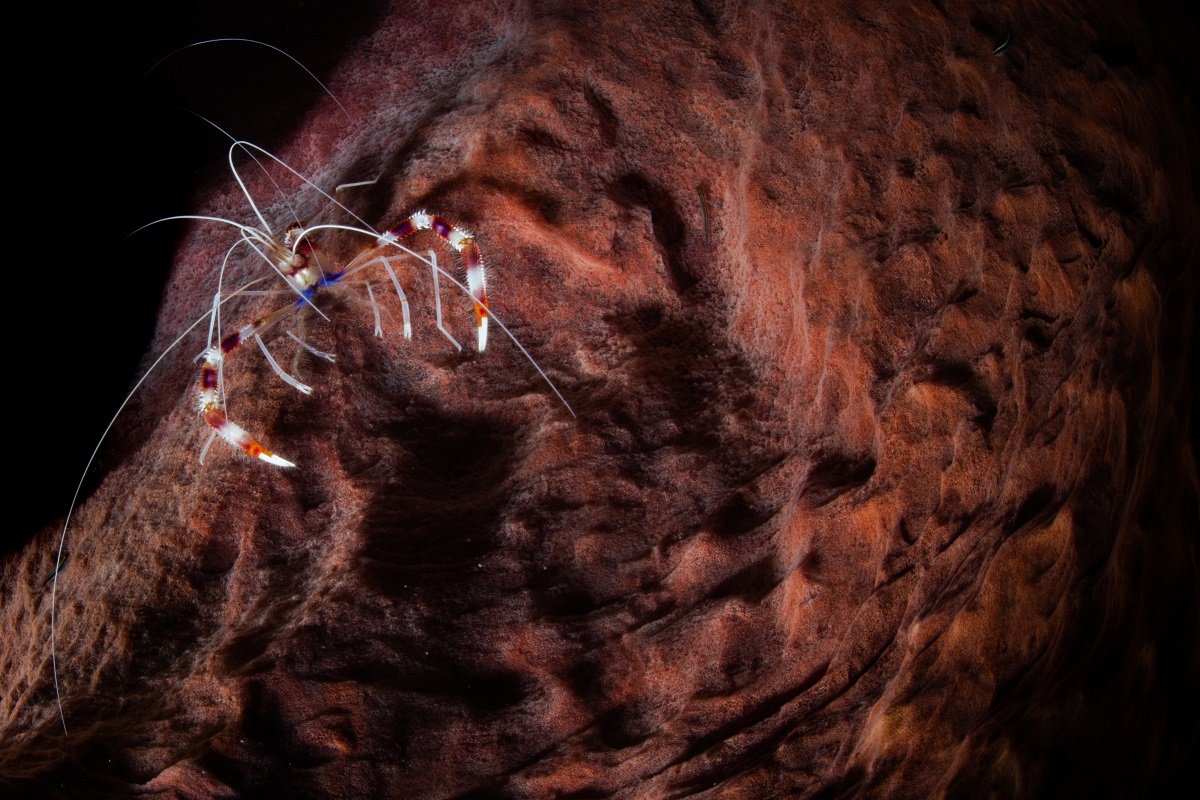 SCUBASTLUCIA's tweet photo. Check out this boxer shrimp with striking red and white bands across its body and extra long white antennae. The fairly long pinchers are often erect which give the appearance of a boxer ready to fight. @ANSECHASTANET

 #scuba #dive #virtualdiver #diveinstlucia #stlucia https://t.co/Q0Kl87LS6R