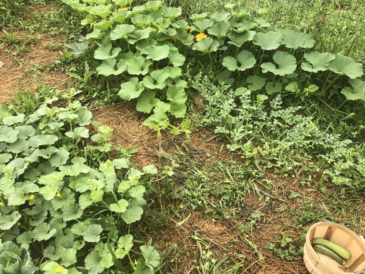 Our walking plant corner will soon become impenetrable — watermelon, melon, volunteer mistery squash, and volunteer butternut squash 
