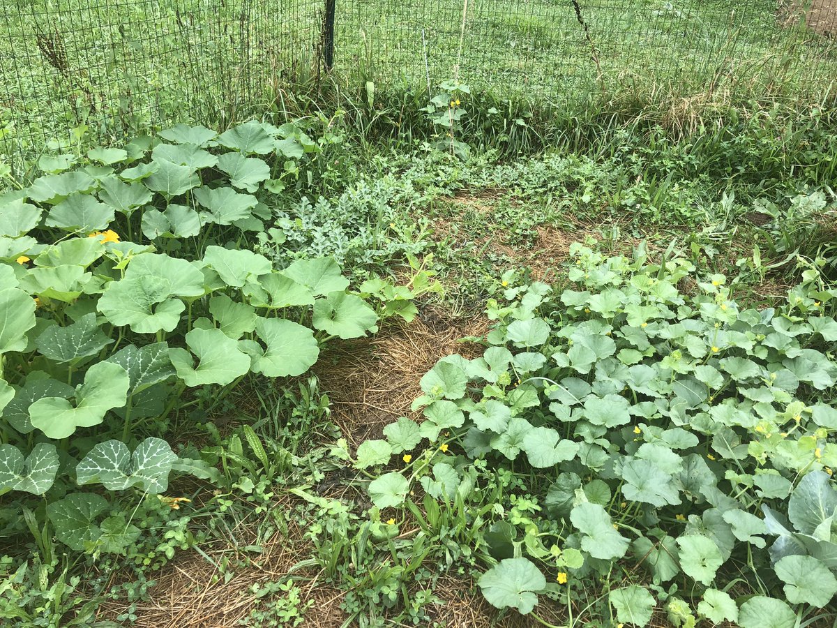 Our walking plant corner will soon become impenetrable — watermelon, melon, volunteer mistery squash, and volunteer butternut squash 