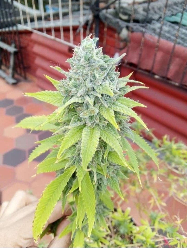 smokinggrowshop's tweet photo. La favorita de la casa y la que más crece #BlueDreamHaze de #TheCaliConnection https://t.co/ZZgsfpNkb3