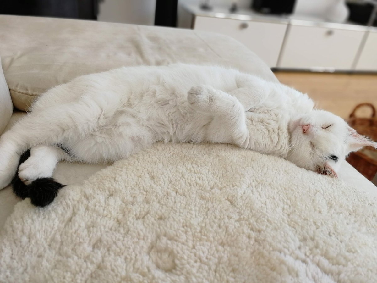 LehrerinLaempel's tweet photo. Calmund läutet schon mal das Wochenende ein. #Wochenende #Katze https://t.co/DOPVkv7lhW