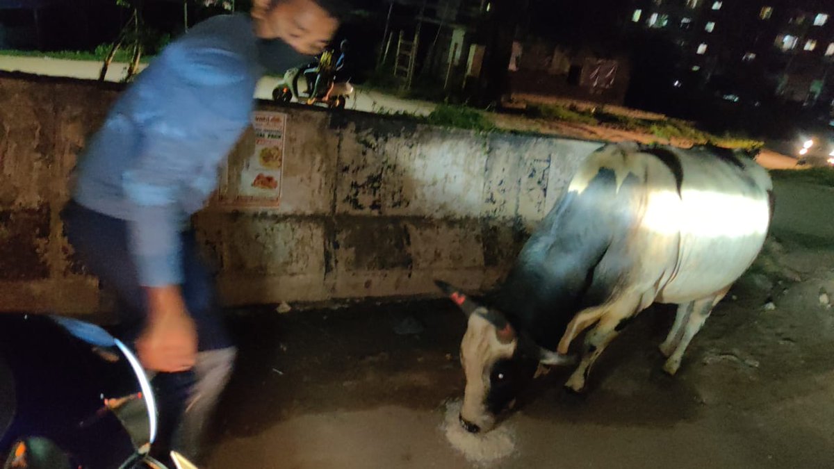 teamsevasft's tweet photo. #3rd_Week
#Divya_Aadhaar
#Protection_to_Animals
#CONCERN_FOR_STRAY_ANIMALS_BY_SEVA_SOCIAL_FOUNDATION_TRUST
(Cows and Bulls are labelled with glow stickers in Bhubaneswar)BBSR-23.07.2020
@BehuraGitanjali @SadasibaParida2 @cgblooddonor @Uditsahuodisha @sadasiba2013
#Team_Seva https://t.co/8EaGCIIC9F