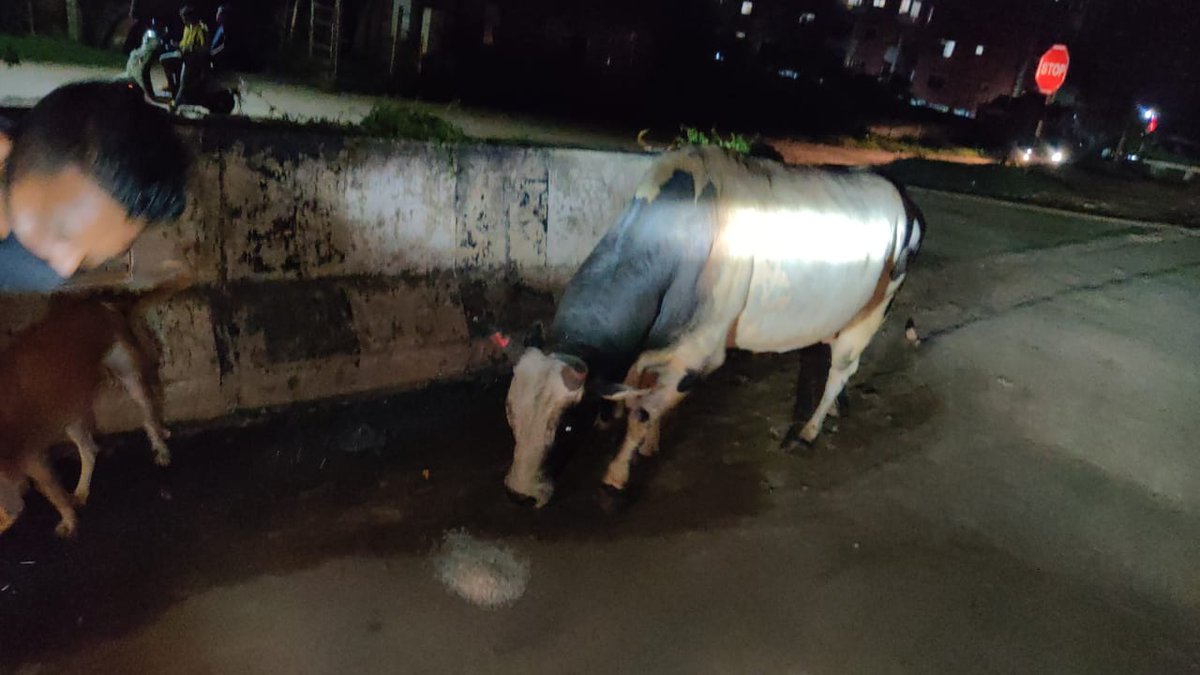teamsevasft's tweet photo. #3rd_Week
#Divya_Aadhaar
#Protection_to_Animals
#CONCERN_FOR_STRAY_ANIMALS_BY_SEVA_SOCIAL_FOUNDATION_TRUST
(Cows and Bulls are labelled with glow stickers in Bhubaneswar)BBSR-23.07.2020
@BehuraGitanjali @SadasibaParida2 @cgblooddonor @Uditsahuodisha @sadasiba2013
#Team_Seva https://t.co/8EaGCIIC9F