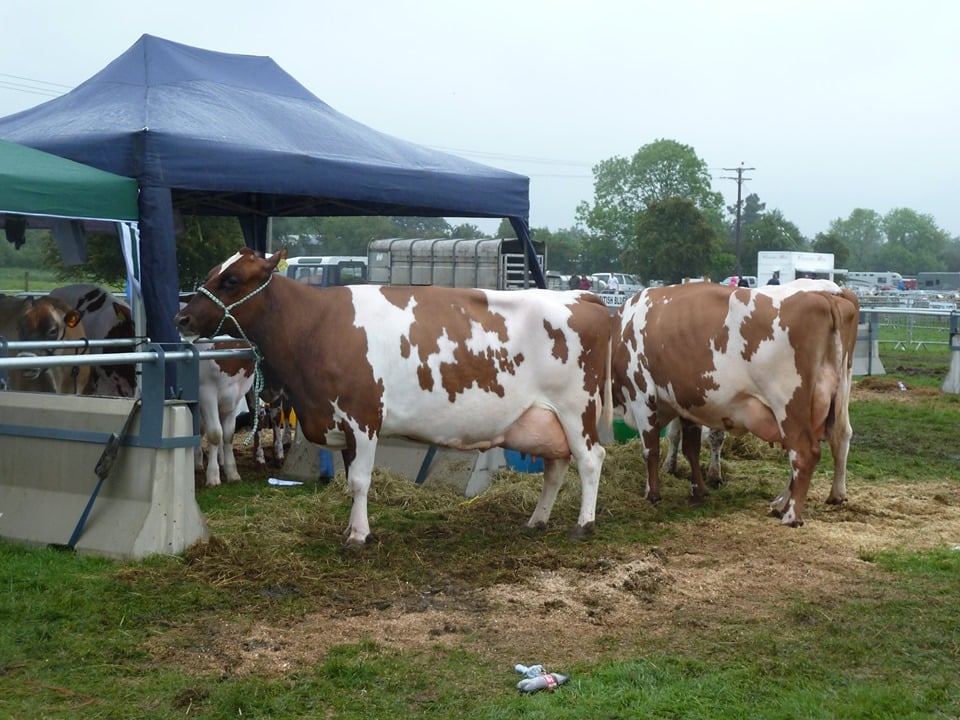 Derrylileagh, Co Armagh townland is Doire Loilíoch in Irish, which means “oak wood of the milch cows”! (via  @placenamesni). 'Milch' is an old English word for a milk-producing cow! ©mine 