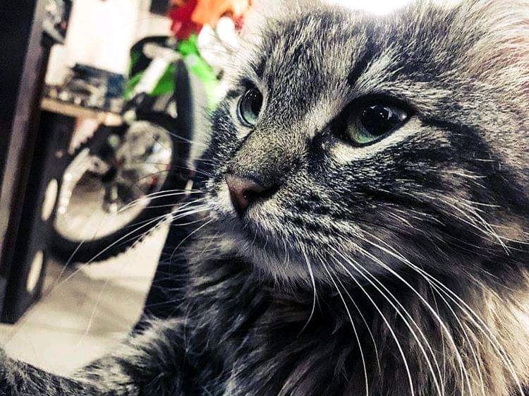 yamazaki2601's tweet photo. Of that mattress that you stole , ><. From your rommate back in boulder# we ain't never getting older
#catlover
#rommate
#tomodachi
#klx450
#KAWASAKI
#offroad
#eyecat https://t.co/UpuOrSCksH