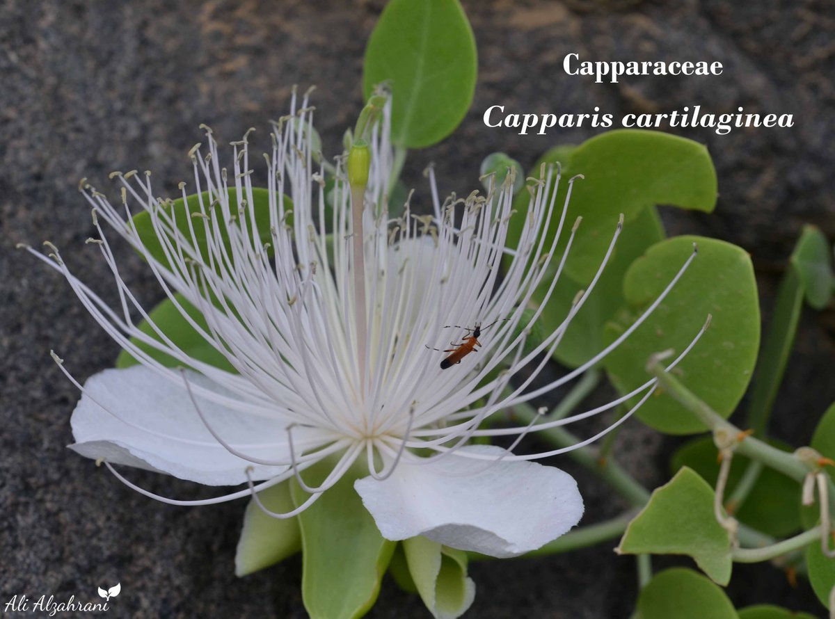 SaudiBotanist's tweet image. #Flora_of_The_Arabian_Peninsula_and_Socotra 
#Flora_of_Saudi_Arabia
#Saudi_Biodiversity
#wildflower
#NearbyWild
#Capparaceae
#Capparis 
#تعرف_على_بيئتك
@saudiwildlife
Capparis cartilaginea