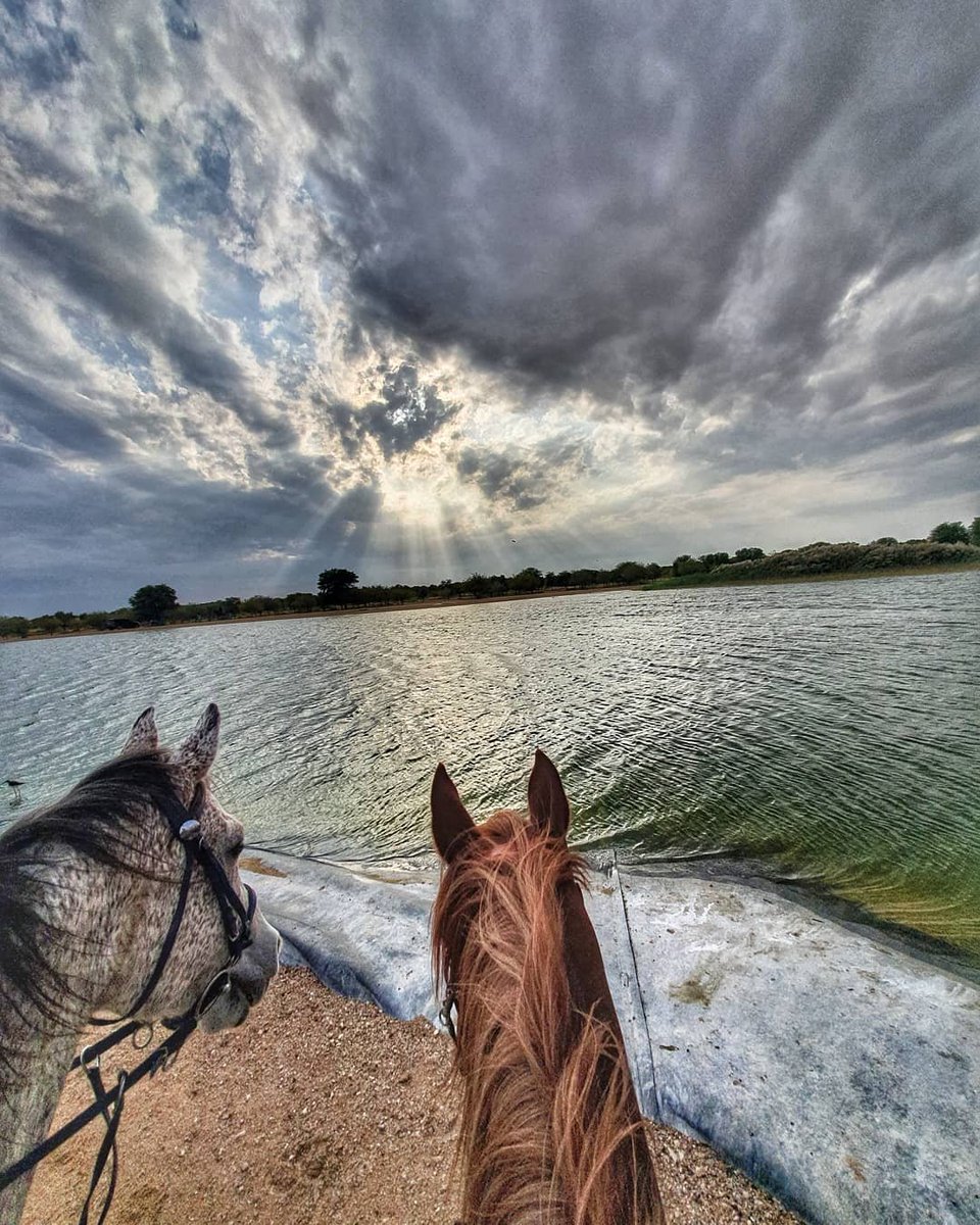 MyCavago's tweet photo. Head on to https://t.co/keXGZtOXKT to book yourself a ride at Al Jiyad Stable in Dubai, starting from AED 150. https://t.co/Iyji7sERzs