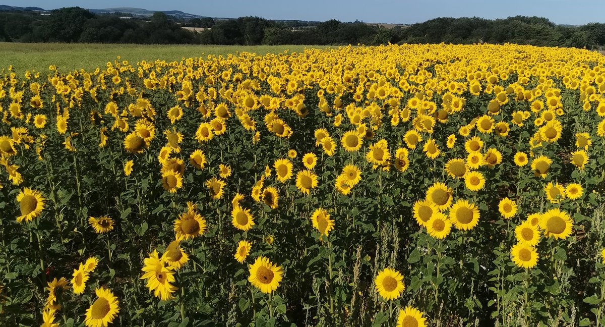 iwcponline's tweet photo. SEND US YOUR PICTURES! This is on our list for the weekend. Been yet? Click to send us your pictures. Let's 🌻🌻 up Twitter! #isleofwight #iwnews #sunflowers @grahamreading Story: https://t.co/Av3feuSokW https://t.co/fOH3wENZge