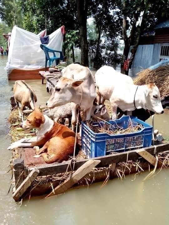 mrsaif2022's tweet photo. বর্তমানে এই মহা দুঃসময়ে পশুদের মাঝে যতটুকু মিল, একতা ও সুসম্পর্ক আছে,, ঠিক ততটুকু একতা ও সহানুভূতি বর্তমান মানুষের মধ্যে নেই ________ https://t.co/YOXvJPfbyE