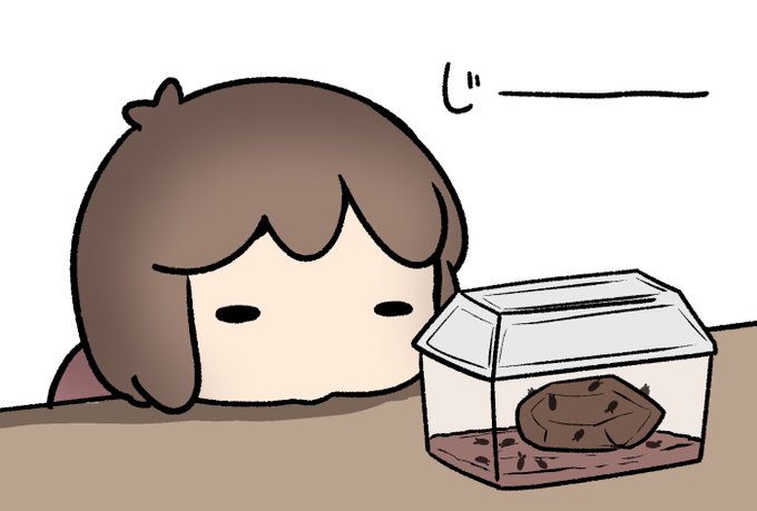 顔をそらされる関係性。 #ペットのワラジムシ 