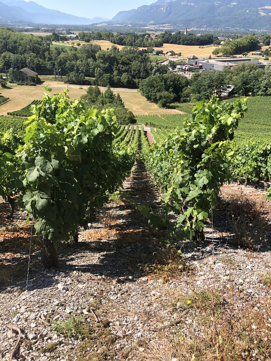 Bertrand011322's tweet photo. De supers mollets besoin tu auras !!🤣
Merci à #museedelavigneetduvindesavoie pour cette belle balade instructive #superguide 
#vin #vindesavoie 🍷 #roussane 🌿 #LaVigneContinue 🍇 #jaimemonvigneron https://t.co/tcSXBKXs6w