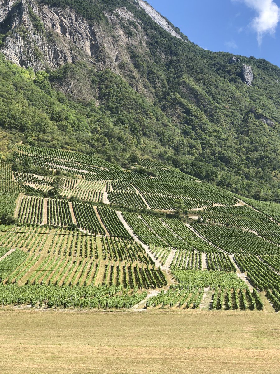Bertrand011322's tweet photo. De supers mollets besoin tu auras !!🤣
Merci à #museedelavigneetduvindesavoie pour cette belle balade instructive #superguide 
#vin #vindesavoie 🍷 #roussane 🌿 #LaVigneContinue 🍇 #jaimemonvigneron https://t.co/tcSXBKXs6w