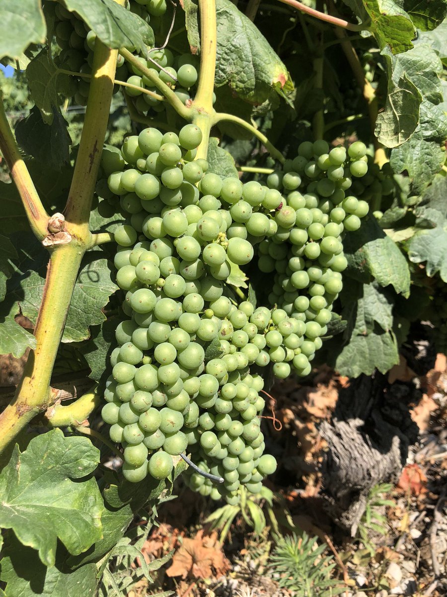 Bertrand011322's tweet photo. De supers mollets besoin tu auras !!🤣
Merci à #museedelavigneetduvindesavoie pour cette belle balade instructive #superguide 
#vin #vindesavoie 🍷 #roussane 🌿 #LaVigneContinue 🍇 #jaimemonvigneron https://t.co/tcSXBKXs6w