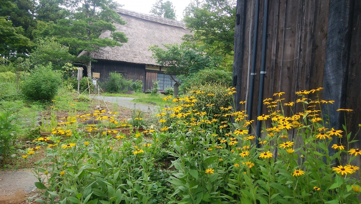 修善寺虹の郷 公式 V Twitter 匠の村 四季折々 夏にぴったりの見栄えのするルドベキア フルギダ 黄色の花がたくましく咲いていて私達の気持ちを明るく 元気になるよう励まして くれているようです 涼を感ずるよう縁台に ミントと生けてみました