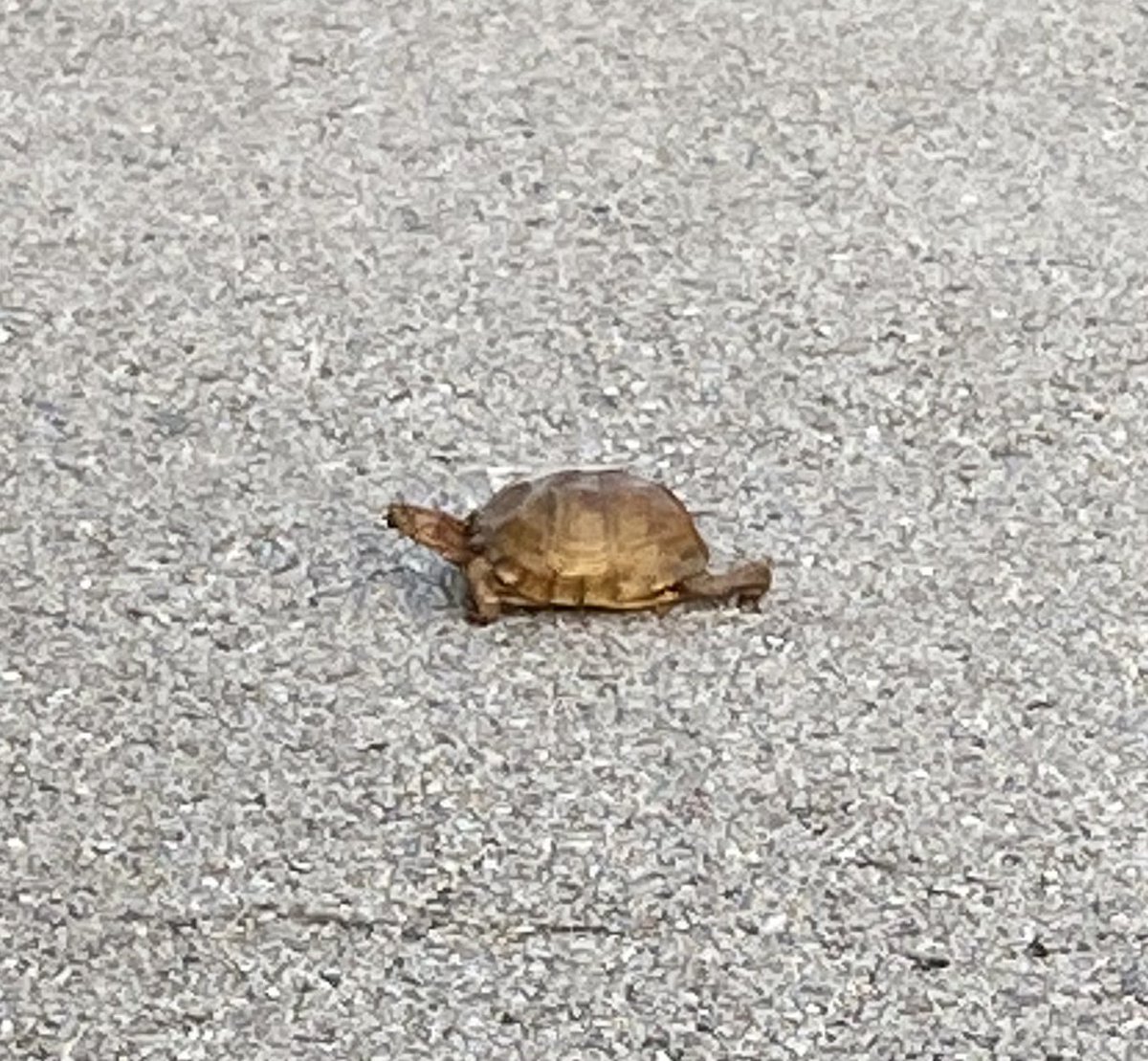 ClifSmart's tweet photo. Saw this guy on my morning walk. Going to be a good day! https://t.co/Ri5oWlCdUd