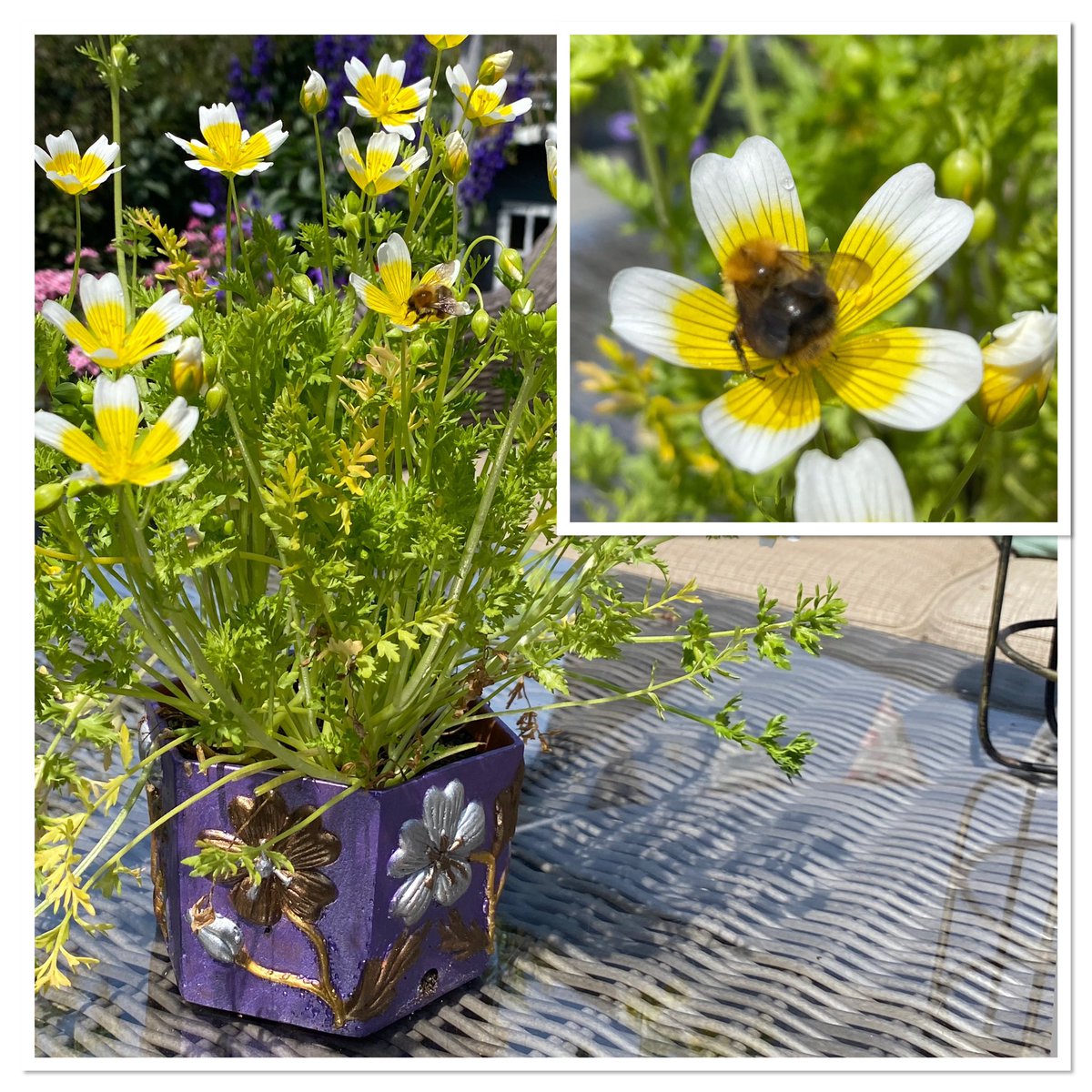 The bright object in the sky has finally made an appearance and brought the bees out to enjoy their Poached Eggs 🐝🐝 #savethebees #gardening #mindfullness #mentalhealth #beefriendlyflowers #beetopia