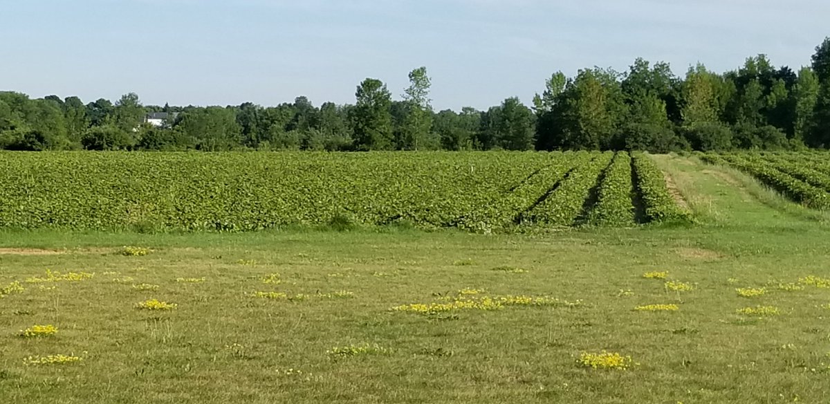 LeanderCampbell's tweet photo. Enjoying the smell of strawberries near Brockville. #SendJam #ontag #cropmap20 https://t.co/afEkB10XOv