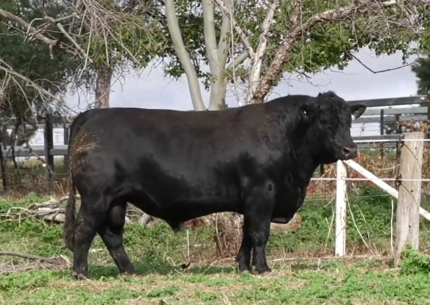 struanp's tweet photo. Lot 11. Booroomooka President P22 sells Aug 14th at the Booroomooka Angus Bull Sale. 231 bulls sell. Sale info &amp; catalogue at: https://t.co/7yX20Uf5AD
Sale interfaced with AuctionsPlus. https://t.co/skBAD3N01A