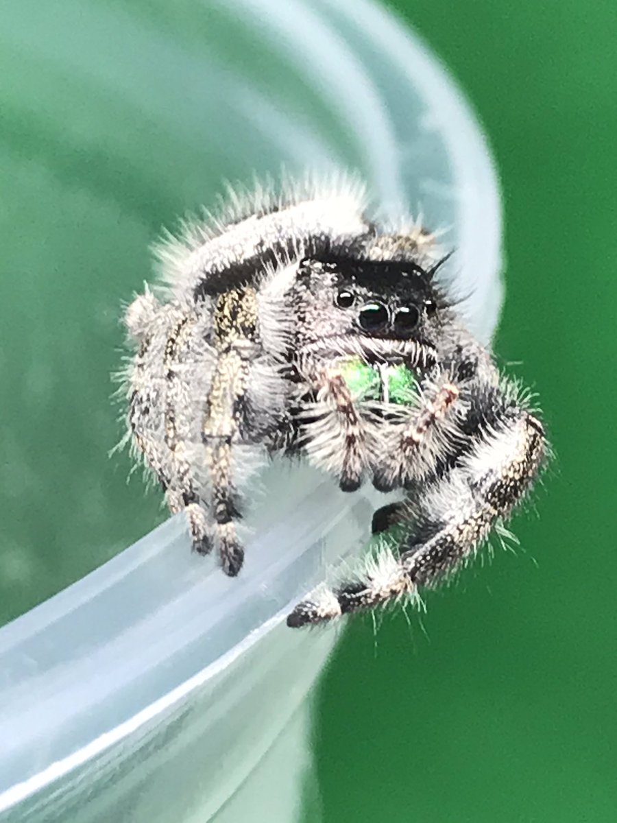 spiders_jumping's tweet photo. Meet one of our Phidippus.audax Bryantae mamas!!
She is gorgeous!! And that is so a heart on her booty!! 😂❤️🕷 
  We will post the Dad pics later! We will be having these available soon for Pre order! https://t.co/W5J94a9deF
