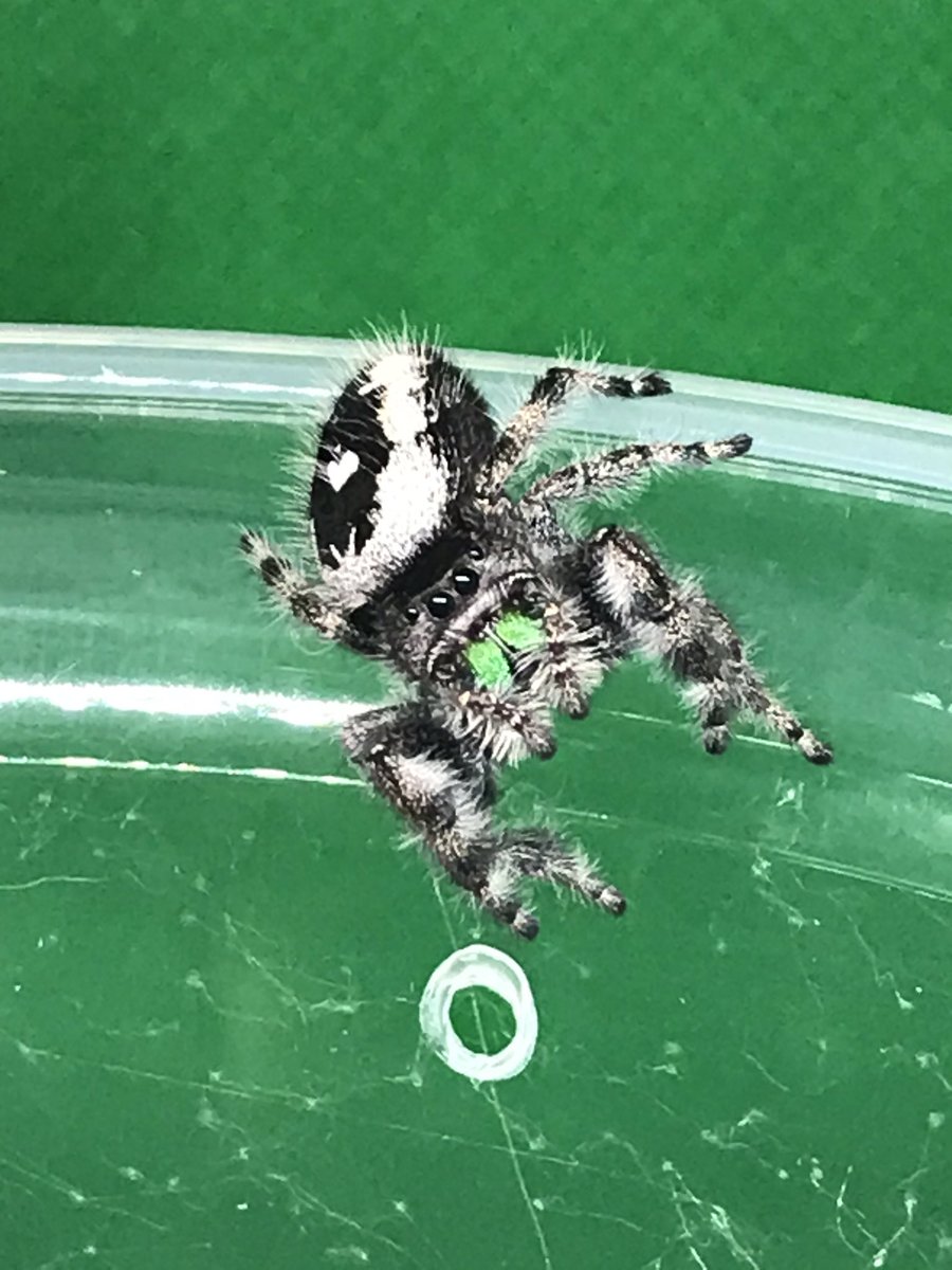 spiders_jumping's tweet photo. Meet one of our Phidippus.audax Bryantae mamas!!
She is gorgeous!! And that is so a heart on her booty!! 😂❤️🕷 
  We will post the Dad pics later! We will be having these available soon for Pre order! https://t.co/W5J94a9deF