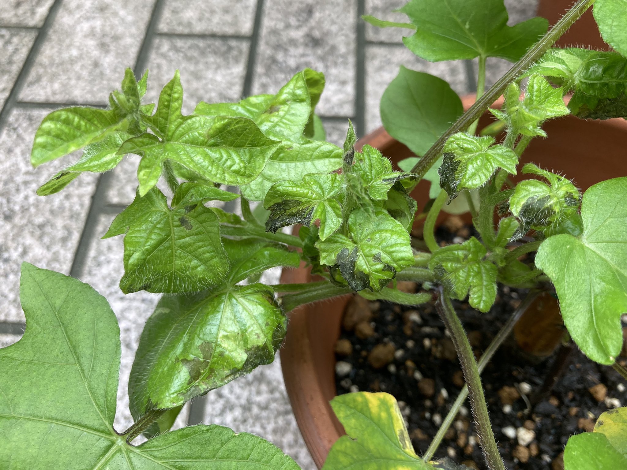 Ushigomekko Bに移したけど昨日昼間1時間の日差しでこの通り 写ってるのはおとといの手前3鉢 年代の東京で00年代の知識で朝顔育てるのは無理かもね 朝顔百科には日光8時間がベストって書いてあるけど 梅雨明けたら1分たりと日に当てちゃ駄目な