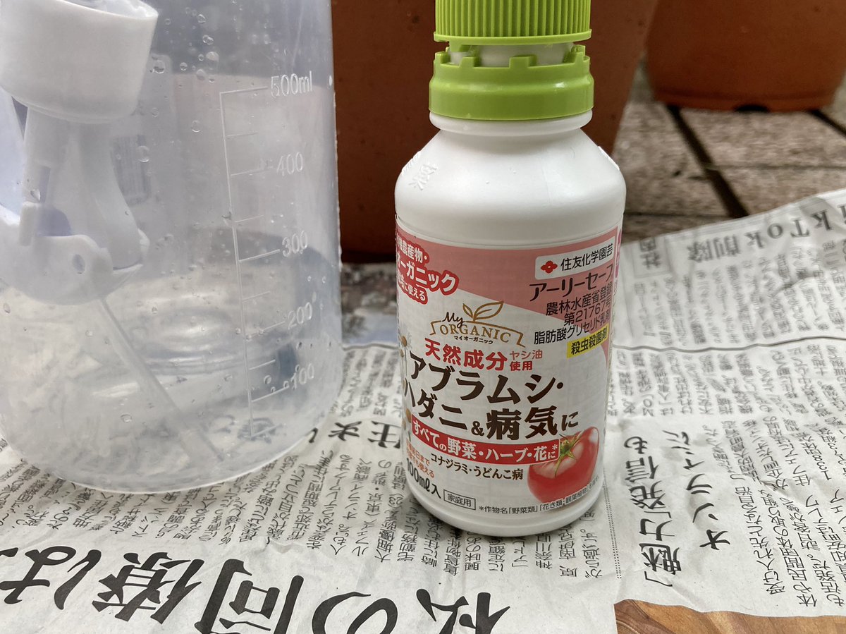 Ushigomekko On Twitter ついでに対ホコリダニ5剤目 アーリーセーフ しました 今までのと少し違って油で気門を塞いで窒息死させるという機構の薬剤 耐性が付かない 効いてくれよ 61日目 2 朝顔 朝顔観察日記