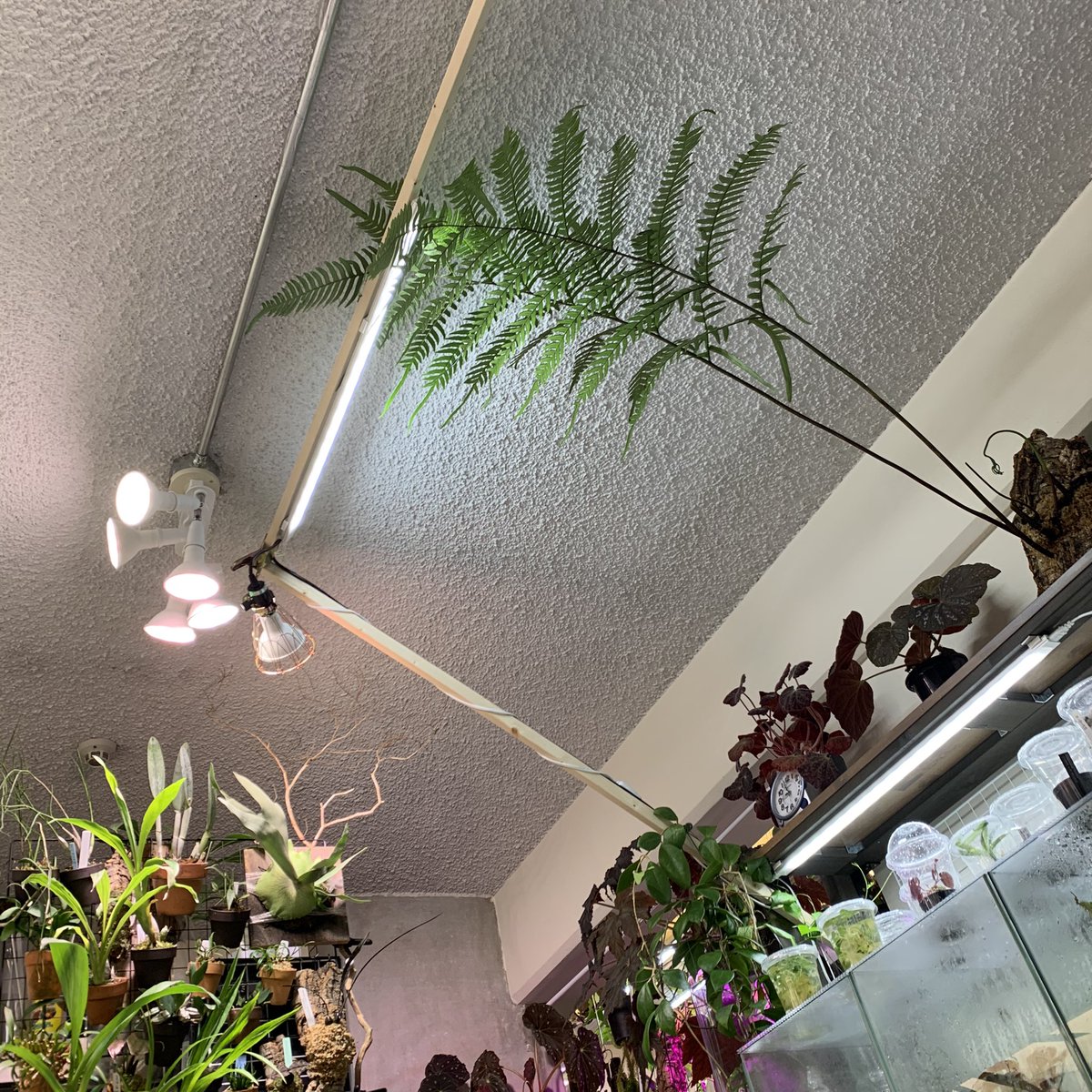 crazy_clever_s's tweet photo. #Pteris #excelsa

意外と小さく見える…🤔
ワッサーなったら面白そう https://t.co/4Kc60o7CYq