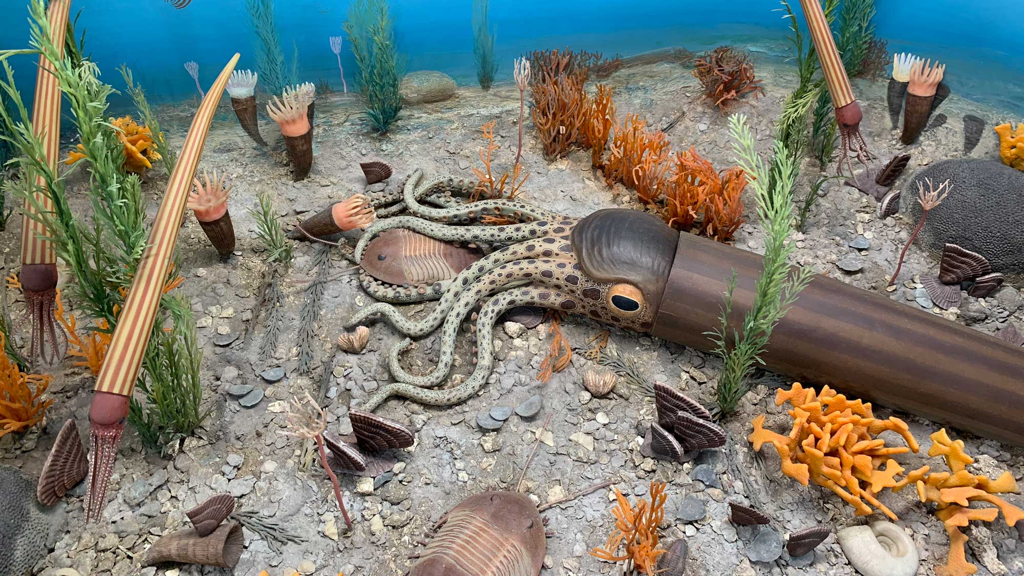 Ordovician Life