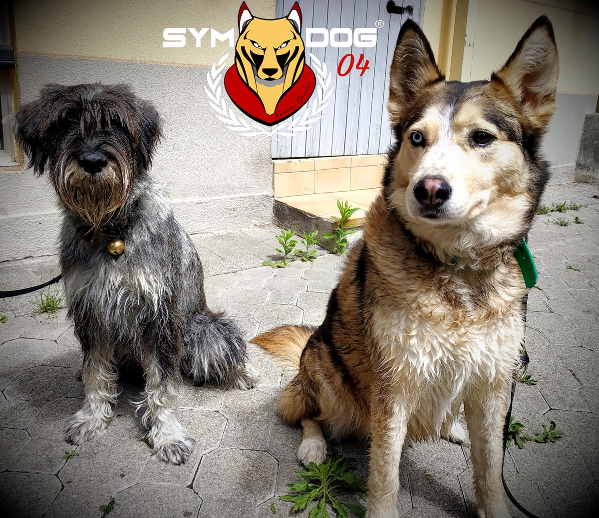 sym_dog_04's tweet photo. A chacun son rythme ;)
#symdog #symdog04 #educateurcanin #educationcanine #husky #griffon #chien #chiens #paca #castellane #gorgesduverdon #verdon https://t.co/9KFUt4UsT4