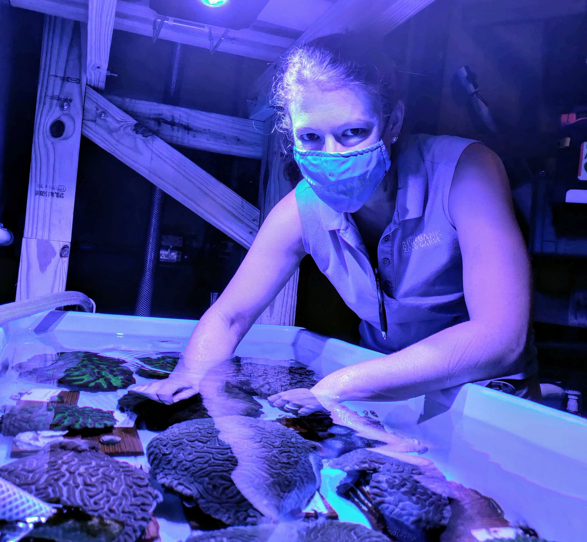 To stay healthy, corals secrete a slimy coat of mucous containing microorganisms that defend against disease. The work of <a href="/zoos_aquariums/">AZA</a> facilities is helping corals most successful at this defense thrive, so they can help restore the Florida Reef Tract.