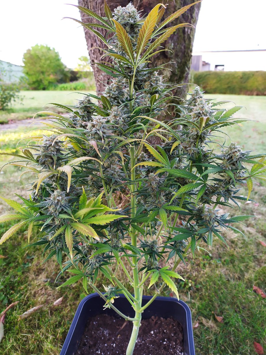 spliffseeds's tweet photo. Dutch Blue Automatic enjoying the ๐ by Castafunk - #GrowDiaries #spliffseeds #dutchblue automatic https://t.co/Wzv7ELVOvM https://t.co/e9ZuBhaDEx