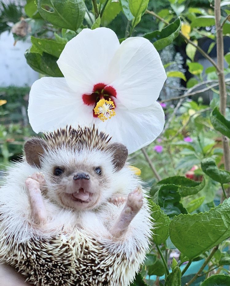 daily__hedgehog's tweet photo. Friday 24th July, 2020 https://t.co/qyCBeJzQQ7